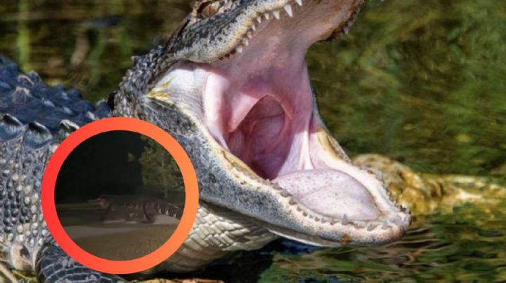 Enorme caimán de 4 metros causa terror en las calles de esta ciudad | VIDEO