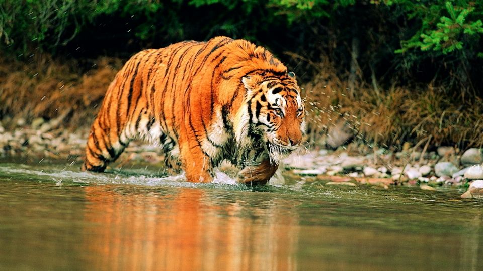 Tigre pudo haber atravesado el Río Bravo.