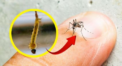 Temporada de dengue: ¿cuáles son los síntomas y sus cuidados?