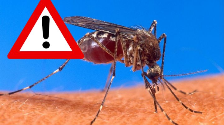 Dengue azota a Tamaulipas; está en números rojos