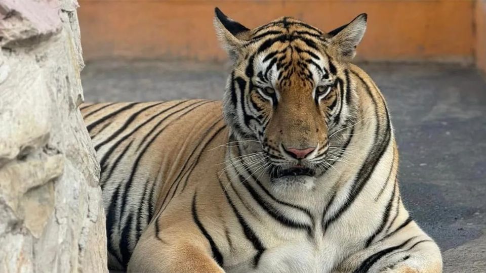 Tigre de Reyynosa sigue suelto