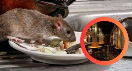 Estas famosas cadenas de restaurantes cierran sucursales por cucarachas y ratas