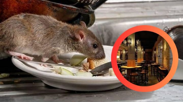 Estas famosas cadenas de restaurantes cierran sucursales por cucarachas y ratas