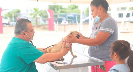 ¡Mascotas protegidas!: crean Dirección de Bienestar Animal en Nuevo Laredo