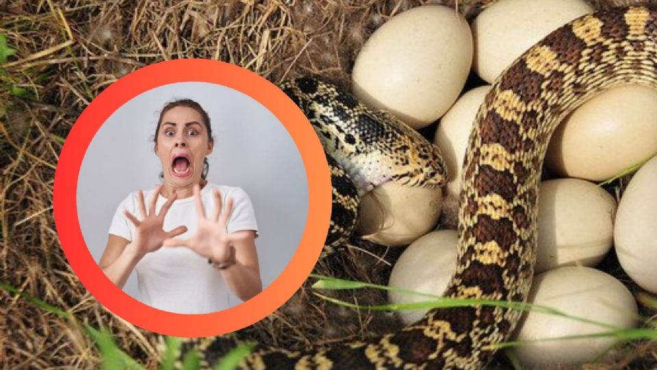 Ten cuidado con los huevos de serpiente.