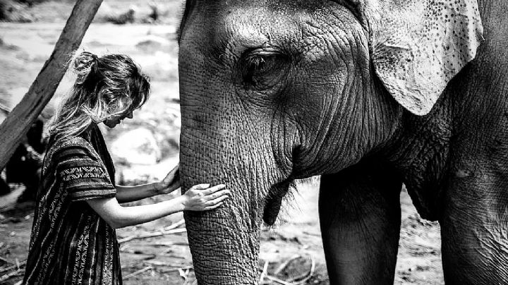 Elefante mata a turista que lo estaba bañando; la hirió mortalmente con su colmillo