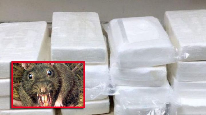 Esta ciudad en Texas tiene una importante plaga de ratas drogadictas; se comen los paquetes incautados