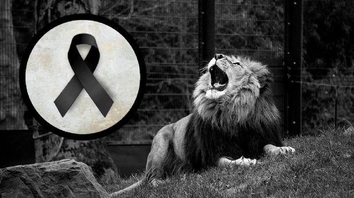 León mata a su cuidador en zoológico de Tamaulipas; así ocurrió el fatal ataque