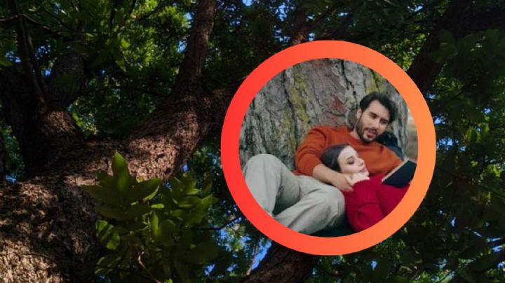 Ola de calor: este árbol le dará sombra a tu patio en poco tiempo; crece muy rápido