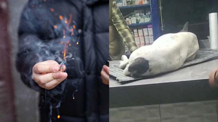 Niños le truenan cuetes a perrito en el hocico y sucede tragedia | VIDEO