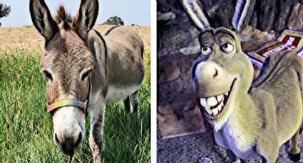 Fallece Perry, el asno que inspiró al personaje del burro de Shrek