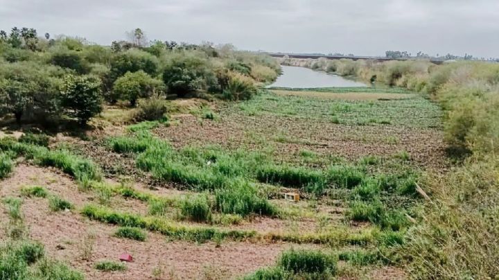 El Río Bravo se seca y peligra su llegada al mar; lo 'ahoga' lirio acuático