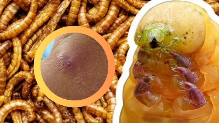 Gusano ‘devorador de humanos’ amenaza Texas tras ser detectado en México