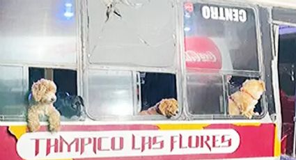 El 'perribus' de Tampico: lomitos acompañan todos los días a su chofer y dueño