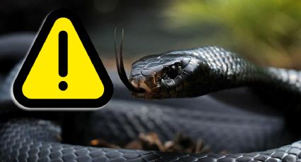 Serpiente negra: ¿qué hacer si aparece una en el jardín?