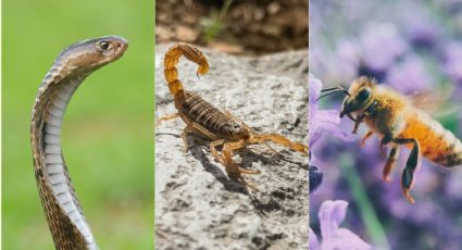 ¿Alacrán, abeja o serpiente?; este es el animal más letal en México, según la UNAM