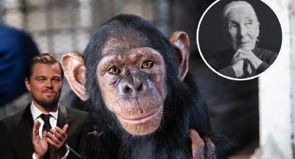 Fallece Jane Goodall, investigadora de la 'vida salvaje'; Leonardo DiCaprio la admiraba por esta razón