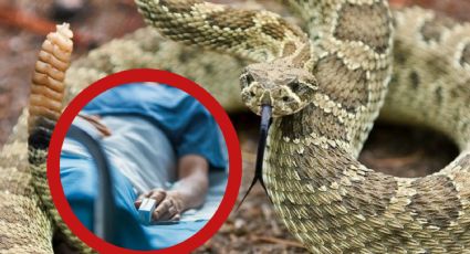 Nuevo León en alerta por mordedura de víbora de cascabel; esto le puede hacer su veneno a tu cuerpo