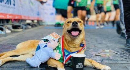 Muere 'El Chicles', el perrito maratonista de Tijuana; autoridades investigan una agresión en su contra