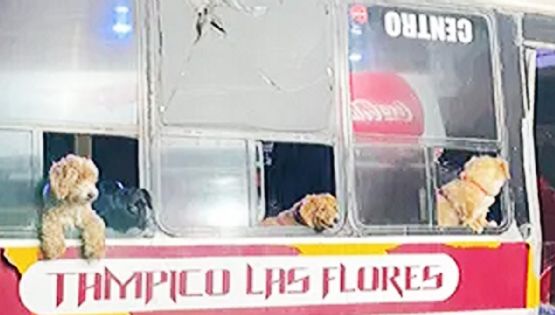 El 'perribus' de Tampico: lomitos acompañan todos los días a su chofer y dueño