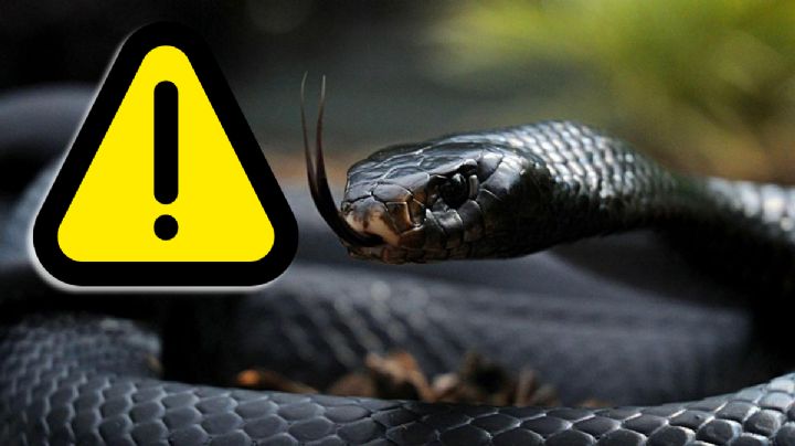 Serpiente negra: ¿qué hacer si aparece una en el jardín?