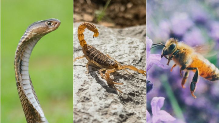 ¿Alacrán, abeja o serpiente?; este es el animal más letal en México, según la UNAM