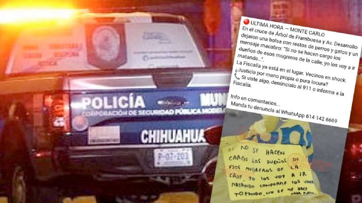 Localizan bolsas llenas de gatos muertos; amenazan mediante una nota  'que van por más'