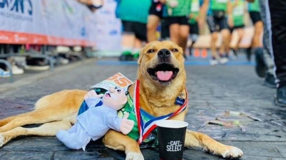 El can se volvió famoso debido a que en varios maratones acompañó a su dueño