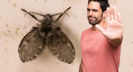 Olvídate de las moscas de humedad en tu baño con estos repelentes naturales que puedes hacer en casa