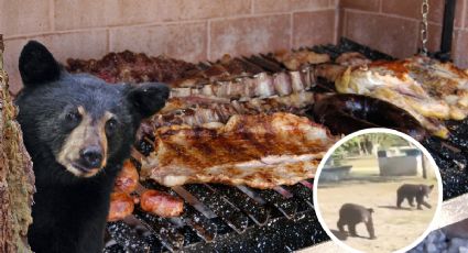 Osos sorprenden a familia por el olor a ‘carnita asada’ en Nuevo León I VIDEO