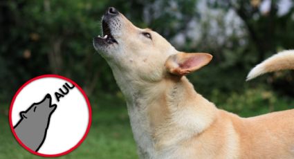 ¿Por qué aúllan los perros?; veterinarios explican las 5 causas principales de este comportamiento