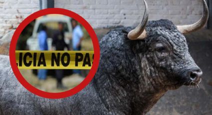 Abuelito muere tras ser embestido por toro; así fue el brutal momento