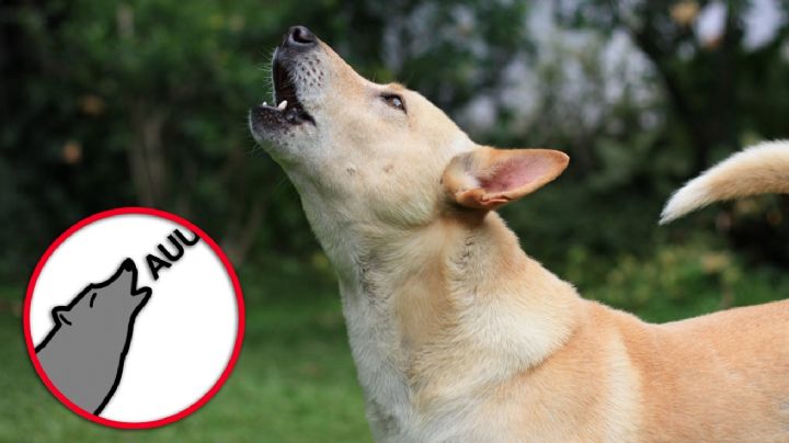 ¿Por qué aúllan los perros?; veterinarios explican las 5 causas principales de este comportamiento