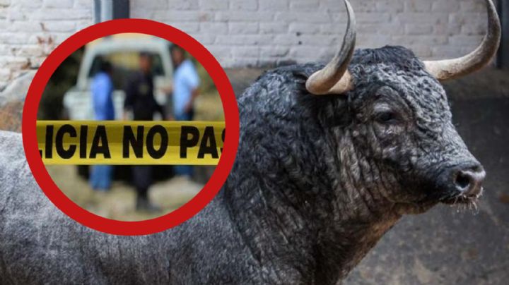 Abuelito muere tras ser embestido por toro; así fue el brutal momento