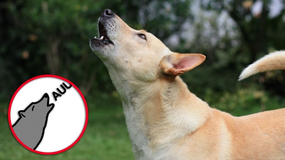 Como descendientes directos de los lobos, los perros conservan el aullido como forma de comunicación ancestral