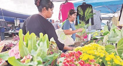 Dan plantas vida y color a las casas de Nuevo Laredo