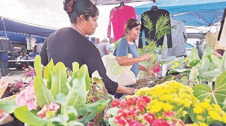 Dan plantas vida y color a las casas de Nuevo Laredo