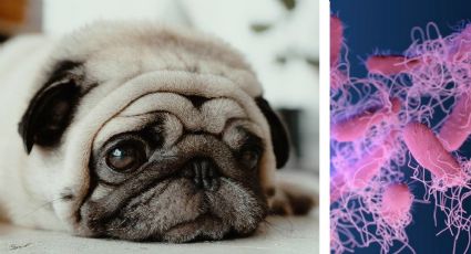 Alerta sanitaria: detectan salmonela en popular marca de croquetas que podría enfermar a tu perro