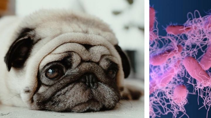 Alerta sanitaria: detectan salmonela en popular marca de croquetas que podría enfermar a tu perro