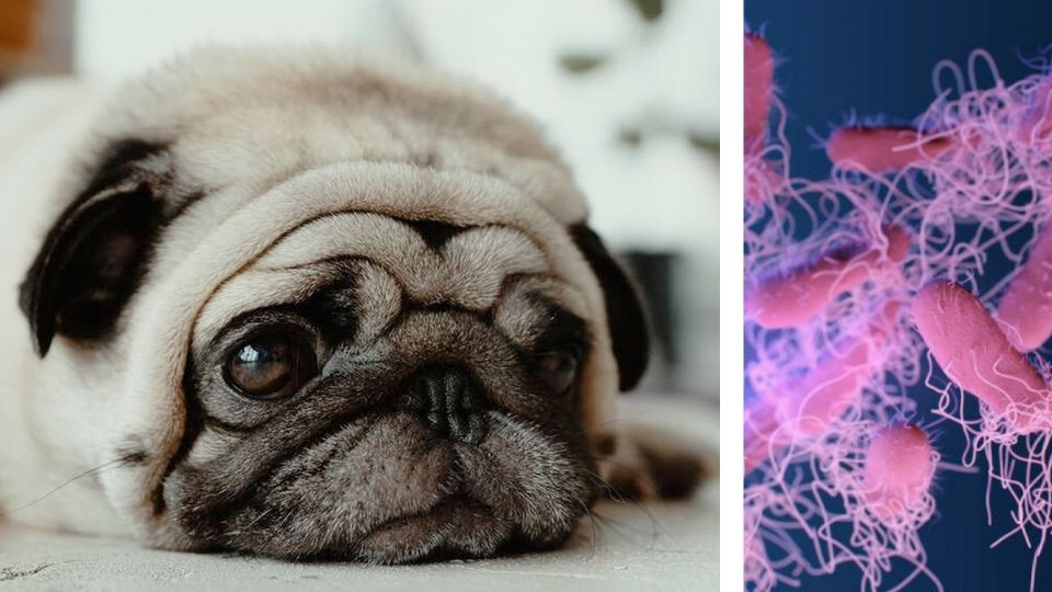 Alerta por salmonela en comida para perros