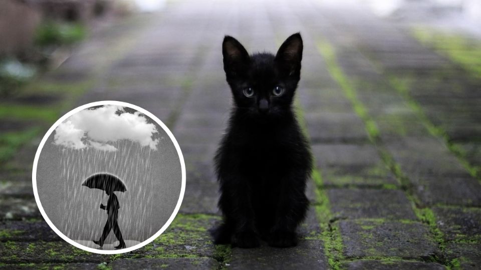 Lo cierto es que los gatos negros sufren más que cualquier gato de otro color