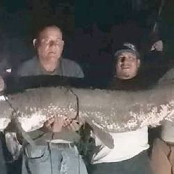 Este ha sido el catán más grande capturado en el río Bravo; pescadores dicen que es récord histórico
