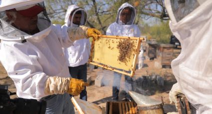 Productores de miel reciben apoyo con el programa 'Mejoramiento Genético Apícola'