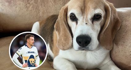 Jugador de los Pumas pierde su mascota en Pueblo Mágico; ofrece recompensa de 10 mil dólares