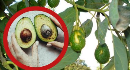 ¿Por qué podría aumentar el precio del aguacate en Estados Unidos?; la razón podría estar en Florida