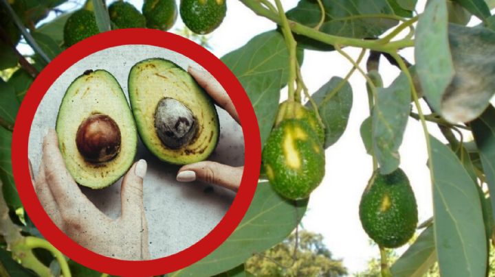 ¿Por qué podría aumentar el precio del aguacate en Estados Unidos?; la razón podría estar en Florida