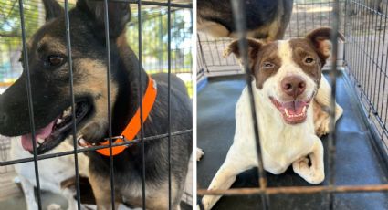 Feria de Adopción Canina en Nuevo Laredo; ¿dónde y cuándo?