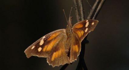 Aparecen las mariposas pinocho en los dos Laredos; se dirigen hacia al sur