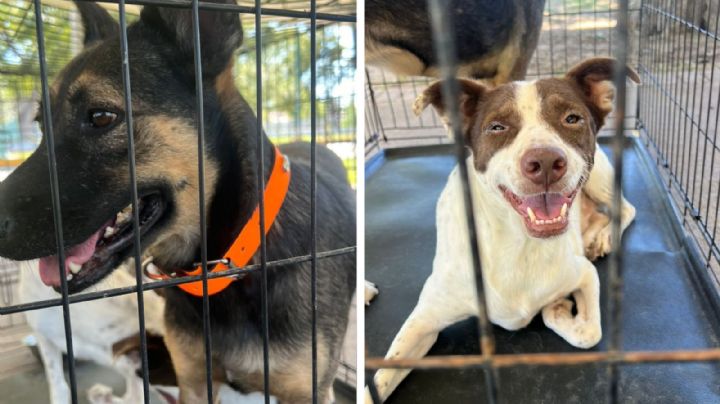 Feria de Adopción Canina en Nuevo Laredo; ¿dónde y cuándo?