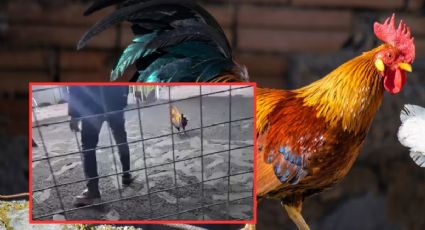 Criador muere atacado por su propio gallo; le enterró las navajas de sus patas | VIDEO